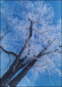 冰天雪地 雪景摄影技巧大全