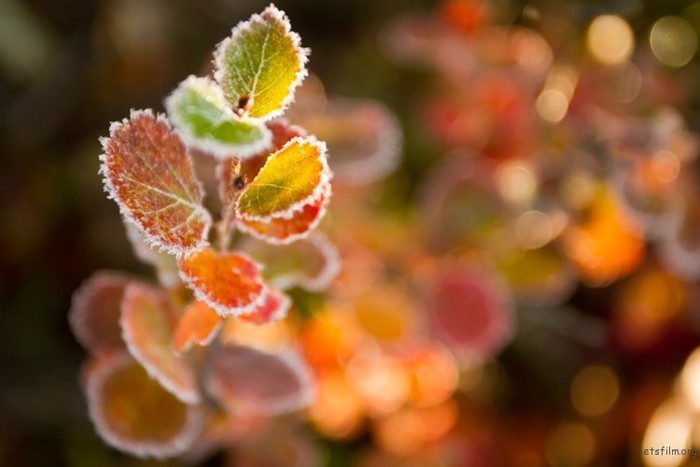 利用好白平衡 拍出有创意的照片 利用好白平衡 拍出有创意的照片