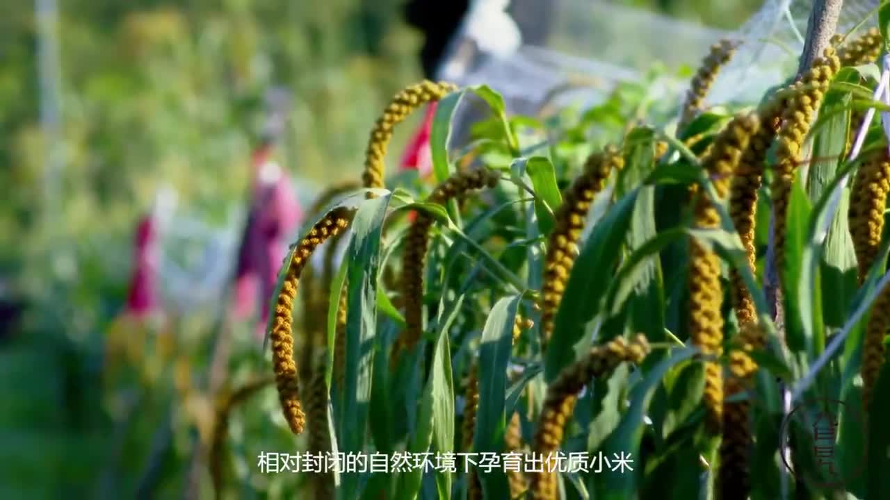 纪录片薛家峪《生态农业》