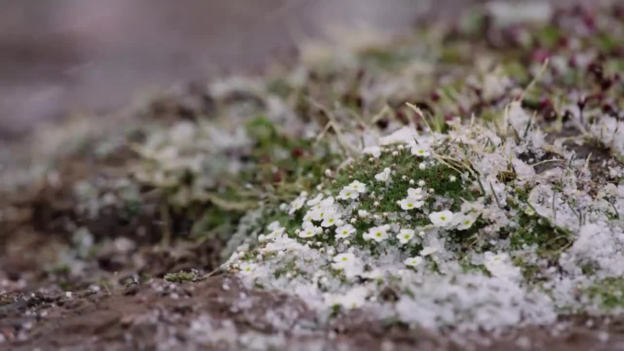 央视人文纪录片《阴平古道》第四集  生灵