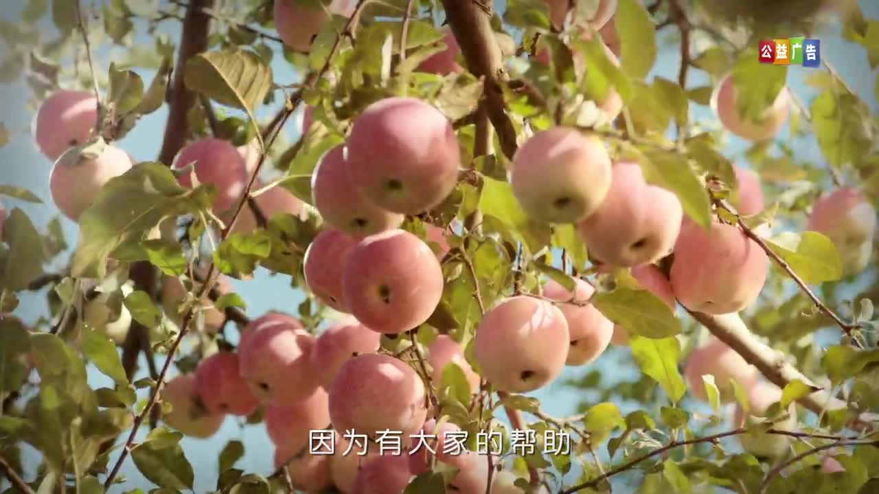 扶贫日公益广告 果园篇