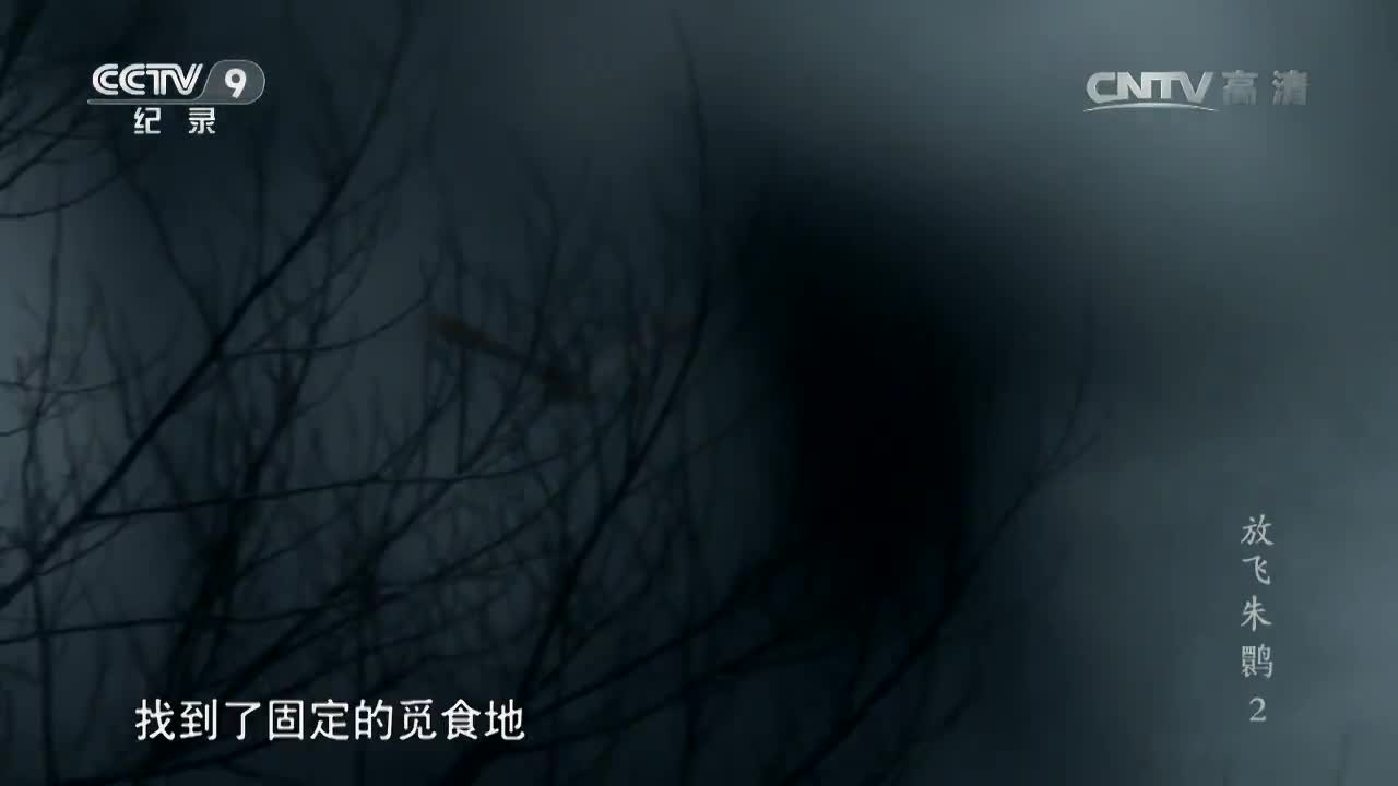 纪录片《放飞朱鹮》第二集 谢猛配音 梵曲配音