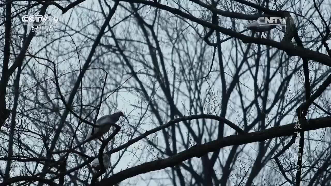 纪录片《放飞朱鹮》第二集 谢猛配音 梵曲配音