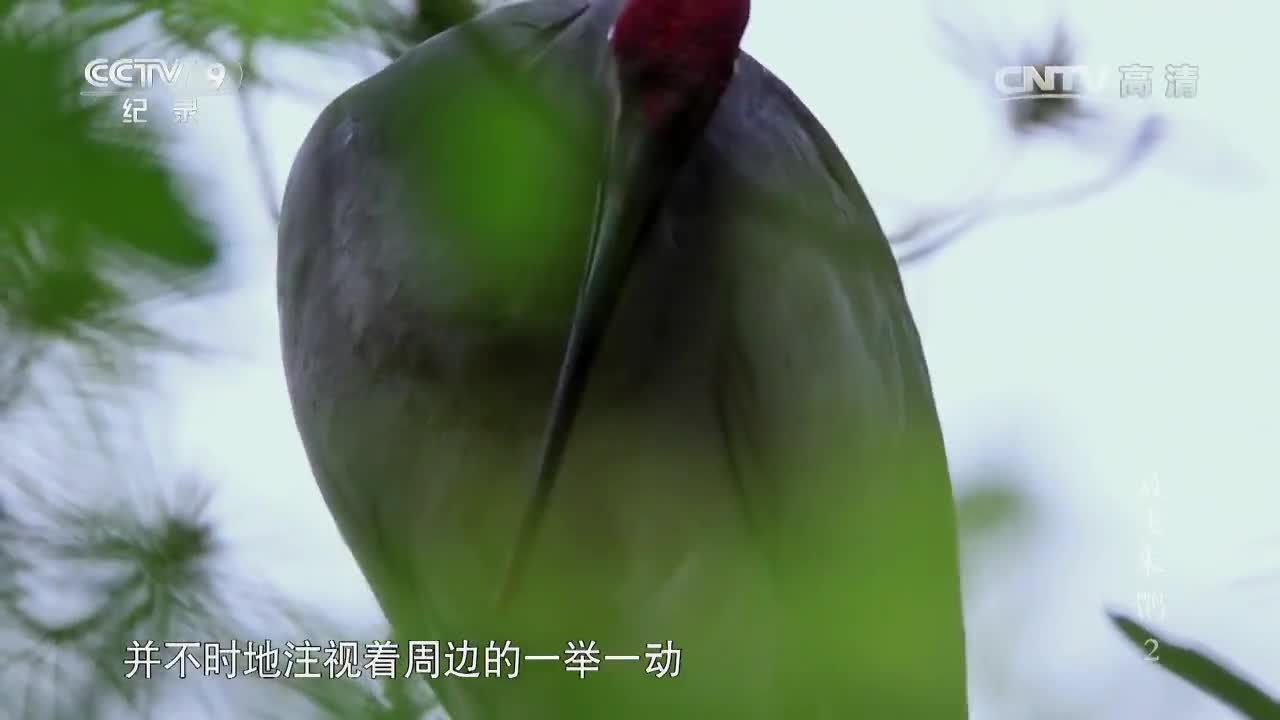 纪录片《放飞朱鹮》第二集 谢猛配音 梵曲配音