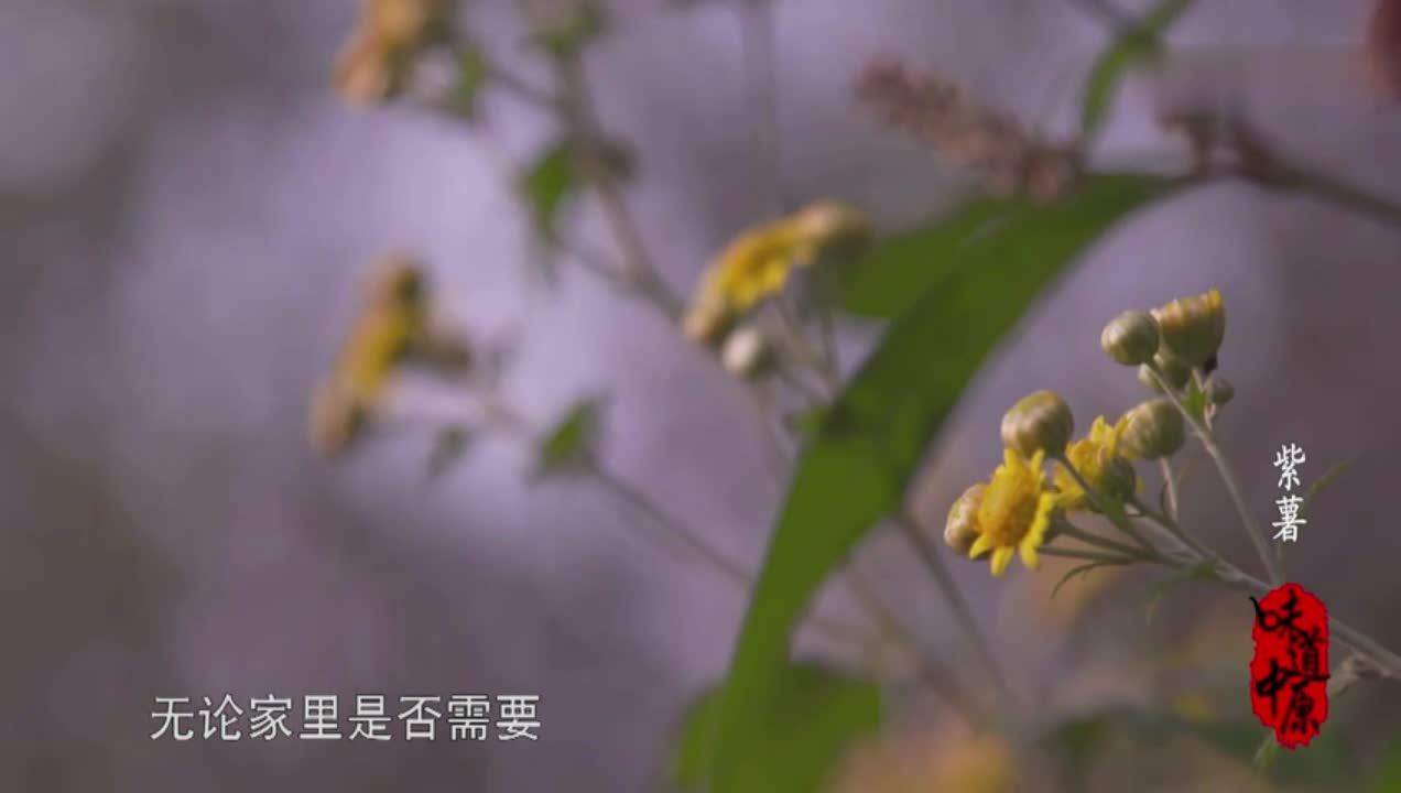 《味道中原》紫薯 谢猛配音 梵曲配音